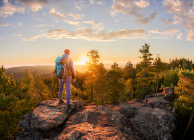 Four Ways of Leveraging Consulting Services to See the Forest and the Trees